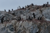 Penguins on George's Point, Antarctica