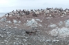 The little penguin and the Skuas, George's Point, Antarctica