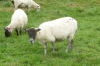 Sheep in Burton Bradstock, Dorset GB