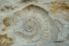 Fossils in the bricks of a house in Burton Bradstock village, Dorset GB