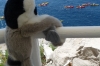 Pepe watches some kayakers from the city wall, Dubovnik Old City HR