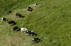 Tethered cows near the Inca Ruins at Ingapirca EC