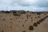 The Commonwealth war cemetery at El Alamein EG