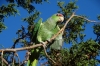 Resident parrot at San Isidro Lodge, Cerocauhui