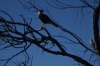 Bird watching on Rio Fuerte