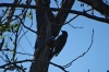 Woodpecker near Rio Fuerte