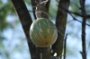 Gourd hanging from a vine, near Rio Fuerte