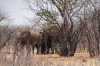 Elephants sheltering under a tree. Etosha, Namibia