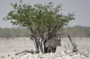 Oryx at the Dolomietpunt waterhole, Etosha, Namibia Oryx at the Dolomietpunt waterhole, Etosha, Namibia