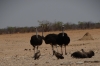 Ostriches and Vultures at the Nomab waterhole, Etosha, Namibia