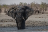 Bull Elephants have a mud bath at the Olifantsrus waterhole, Etosha, Namibia