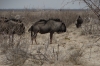 Wildebeest near the Ozonjuitji m'Bari waterhole, Etosha, Namibia