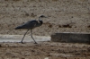 Crane at the Ozonjuitji m'Bari waterhole, Etosha, Namibia
