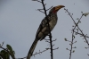 Hornbill. Andersson's Camp