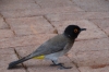 Bird at Andersson's Camp, Namibia