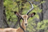 Black Faced Impala at the waterhole, Andersson's Camp, Namibia