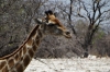 Giraffeat the waterhole, Andersson's Camp, Namibia