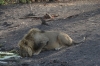Lion drinking at the river, Ongava Safari Drive, Namibia