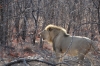 Lion roaring for his family, Ongava Safari Drive, Namibia
