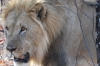 Lion marking his territory, Ongava Safari Drive, Namibia