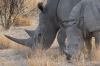White rhinoceros, Ongava Safari Drive, Namibia White rhinoceros, Ongava Safari Drive, Namibia