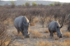 White rhinoceros, Ongava Safari Drive, Namibia