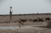 Giraffes, Elands, Sprinkboks, Zebras at Gemsbokvlakte waterhole, Entosha, Namibia