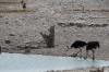 Jackal, Oryx, Ostriches at Olifantsbad waterhole, Etosha, Namibia Jackal, Oryx, Ostriches at Olifantsbad waterhole, Etosha, Namibia