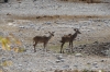 Kudu at the Aus waterhole, Etosha, Namibia Kudu at the Aus waterhole, Etosha, Namibia