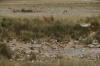 Springbok at the Charitsaub waterhole, Etosha, Namibia