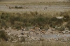 Springbok at the Charitsaub waterhole, Etosha, Namibia Springbok at the Charitsaub waterhole, Etosha, Namibia