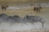 Two female lions approach the Salvadora waterhole andd wildebeest scatter, Etosha, Namibia Two female lions approach the Salvadora waterhole andd wildebeest scatter, Etosha, Namibia