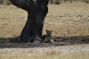 Lion takes prime position under a shady acacia, Salvadora waterhole, Etosha, Namibia
