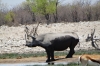 White Rhino at the Rietfontein waterhole, Etosha, Namibia