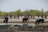 Elephants, Springbok, White Rhino at the Rietfontein waterhole, Etosha, Namibia