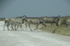 'Zebras Crossing',  Springbokfontein & Batia waterholes, Etosha, Namibia