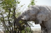 Elephant 'eating' a tree, they are massively destructive, Etosha, Namibia