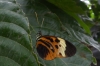Butterflies at the Mariposario (butterfly farm), Mindo EC