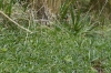 Grasses on Cruz Loma, EC