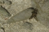 Hermit crab, Fafa Island, Tonga