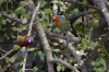 Colourful birds at the Hoba Meteorite site, Namibia