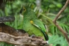 Parrots, Bird Park, Foz de Iguaçu BR