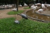 Demoiselle Crane. Bird Park, Foz de Iguaçu BR
