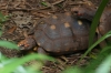 Red-footed tortoise. Bird Park, Foz de Iguaçu BR