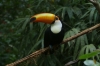 Toucan. Bird Park, Foz de Iguaçu BR