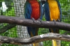 Macaws. Bird Park, Foz de Iguaçu BR