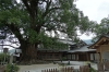 Massive old tree at the Dazaifu Tenman-gū (shrine), Japan