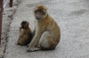 Local Macaques on Top Rock, Gibraltar