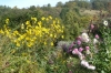 Around Monet's garden, Giverny FR