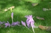 Crocuses in Monet's garden, Giverny Crocuses in Monet's garden, Giverny